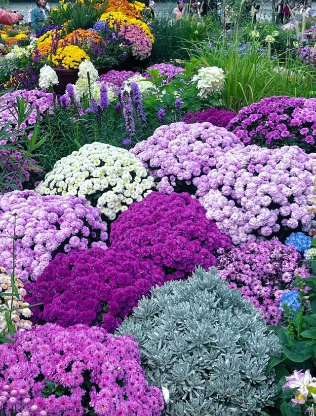 深圳仙湖植物園|遛娃寶藏地打卡賞花絕佳去處 深圳仙湖植物園|遛娃寶藏地打卡賞花絕佳去處