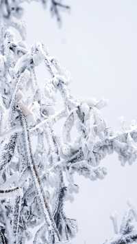 北京初雪刷屏南京紫金山霧淞已在路上!東北平替絕美暴擊