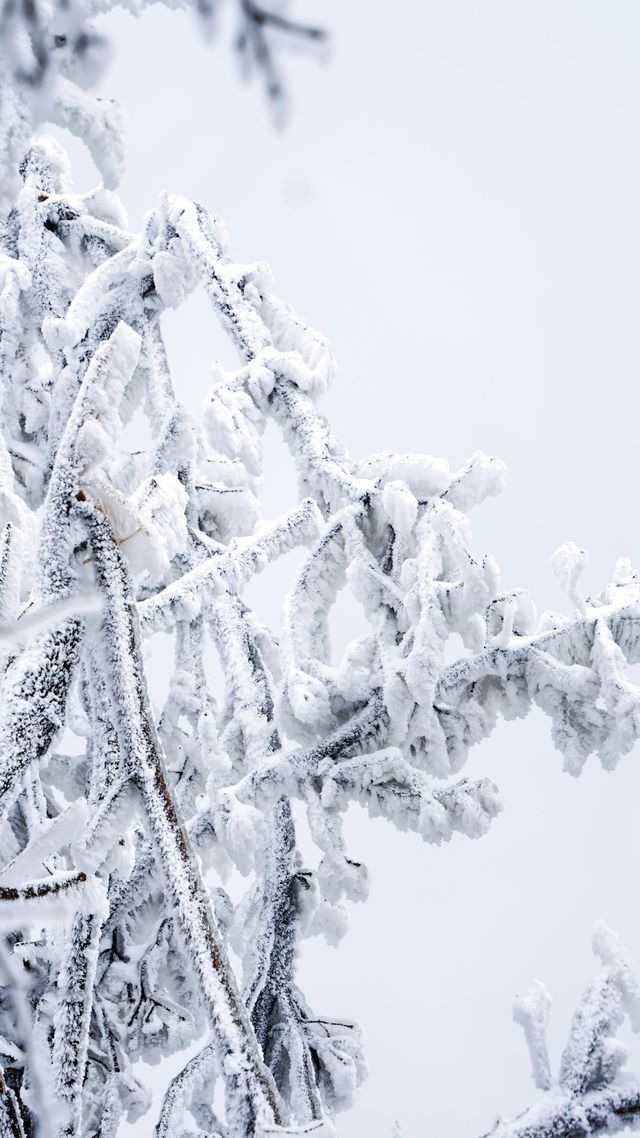 北京初雪刷屏南京紫金山霧淞已在路上!東北平替絕美暴擊 北京初雪刷屏南京紫金山霧淞已在路上!東北平替絕美暴擊