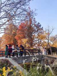 共青華明橋|水杉紅透秋意濃