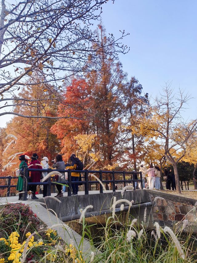 共青華明橋|水杉紅透秋意濃 共青華明橋|水杉紅透秋意濃