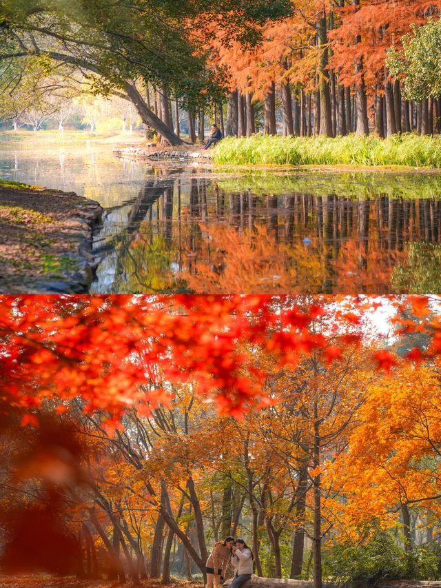 上海賞秋天花板!共青森林公園保姆級機位+路線圖,錯過等一年! 上海賞秋天花板!共青森林公園保姆級機位+路線圖,錯過等一年!