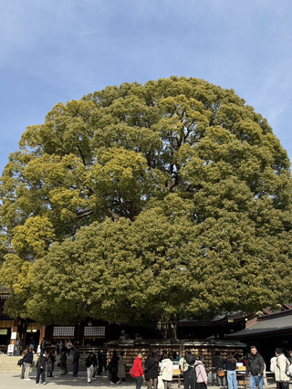 東京明治神宮都市綠洲漫遊🌿
