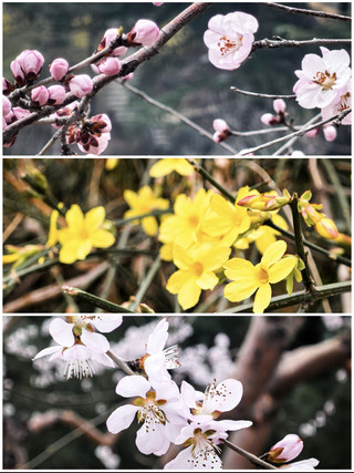 Spring Exclusive｜Flower Viewing at Jingxiu Park + Zeus Jing Residence Esports Room Experience