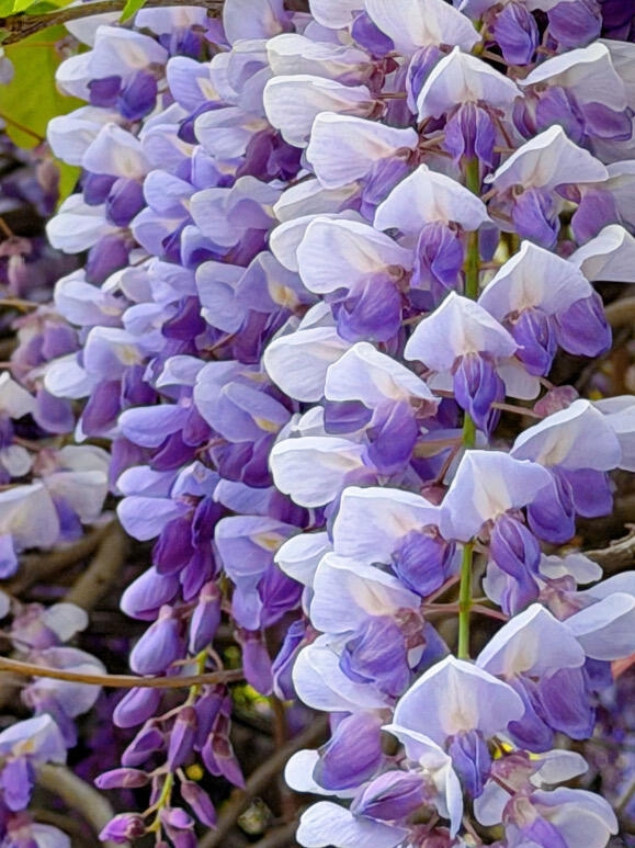 🌟 I've found a hidden photo paradise in Kunming! You can get to the beautiful wisteria waterfall right in the city 💜

📍Detailed address:
Haiyuan Temple opposite Kunming Botanical Garden
(Search "Haiyuan Temple" directly for easy navigation~)

⏰Best time to visit:
Recommended after 2 PM
The sunlight just perfectly shines on the flower waterfall
The halo effect is unbelievably beautiful!

📸Photo tips from the pros:
➡️Outfit tips:
Must wear a white dress!
Purple flower waterfall + white dress = a fairy on earth 🧚‍♀️

➡️Photo props:
1️⃣A transparent umbrella is a must
Walking under the flower waterfall with an umbrella creates a full rainy atmosphere!
2️⃣A straw hat also matches well
Bamboo bag + straw hat = fresh Japanese style

➡️Best photo spots:
1️⃣Mid-mountain is best
Great position for a top-down shot that makes your legs look super long
2️⃣Stand on the left side of the waterfall
The sunlight angle looks more natural and effortless

🚗Transportation tips:
1️⃣Take Metro Line 4 to Xiaotun Station
2️⃣Then a 10-minute taxi ride
3️⃣Parking is very convenient, no worries

⚠️Important reminders:
Go on weekdays!
Weekends are super crowded, making it impossible to get good shots
Avoid 11 AM to 1 PM
Strong light causes lens glare

💜The blooming season is ending soon!
It closes by the end of the month, so hurry if you haven’t been yet!