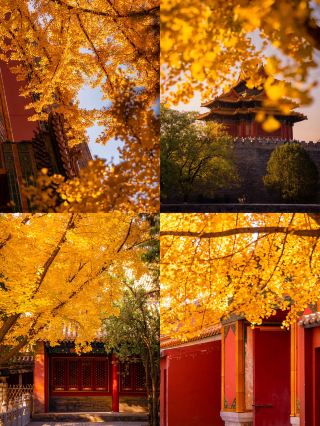 Da Temple Corner Tower in Tai'an: The "Little Forbidden City" Hidden in the Golden Waves of Ginkgo