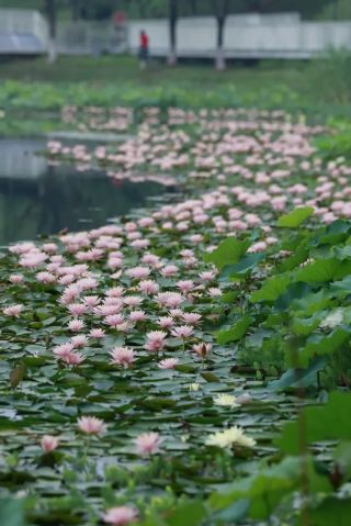 金華の初夏、最も美しい花畑