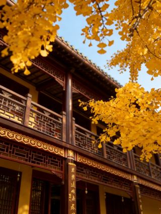 February at Donglin Temple: A Private Autumn Viewing Secret Realm Mistakenly Enters a Ginkgo Fairy Tale World