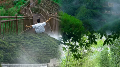 Guangdong hides a secluded bamboo forest! Off the beaten path with few visitors, I’m selfishly keeping this secret — traveler post in Maoming