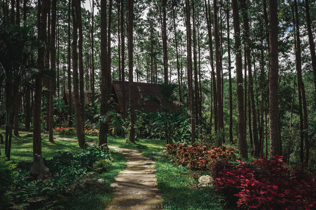 สวนป่าดอยบ่อหลวง | จ.เชียงใหม่