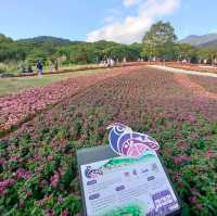 花開正好-北投三層崎公園