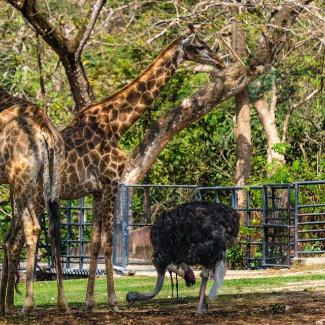 มิติใหม่แห่งการพาแฟนไปออกเดทหวานๆ 🦒