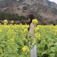 산방산과 유채 