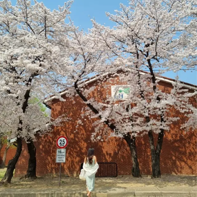 이국적인 벚꽃 스팟:: 용산공원 미군기지 부분개방부지🌸