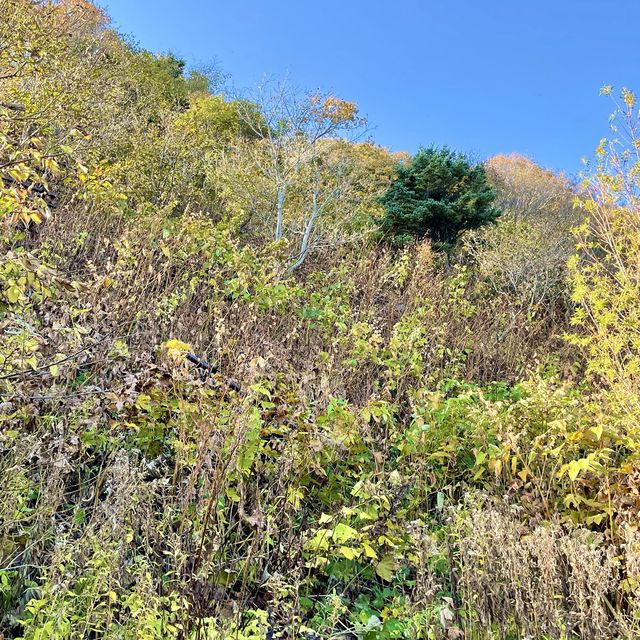 ペシ岬と道路沿いの一面の紅葉が絶景の鴛泊