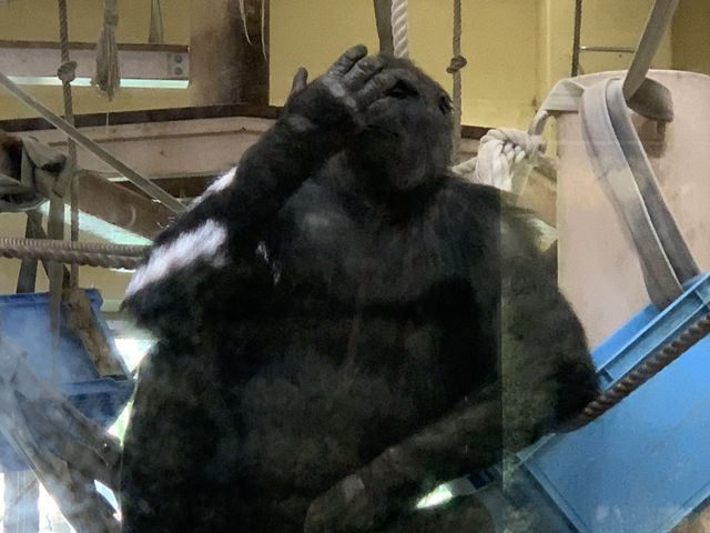 名古屋　名古屋観光　名古屋東山動物園でイケメンゴリラのシャバーニ君に会ってきた！