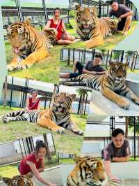 Tiger World, Bangkok, Thailand