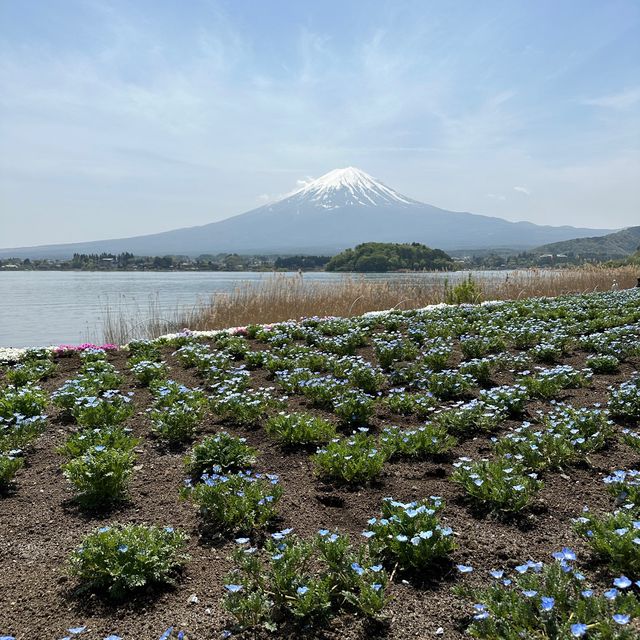 富士山河口湖大石公園🗻🌟