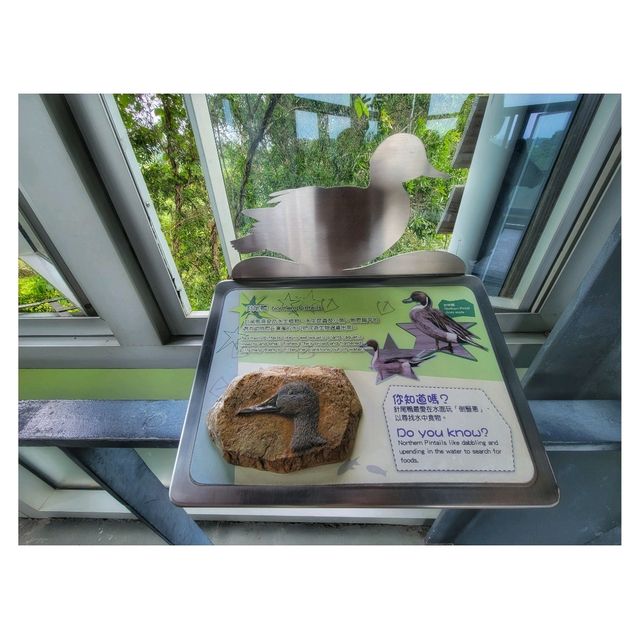 香港濕地公園 Hong Kong Wetland Park