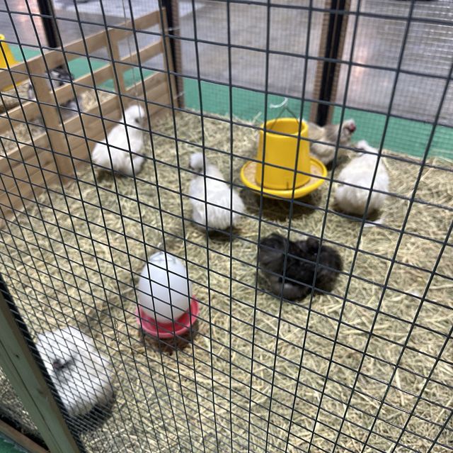 คนรักสัตว์ห้ามพลาดงาน pet expo 2023 🐕