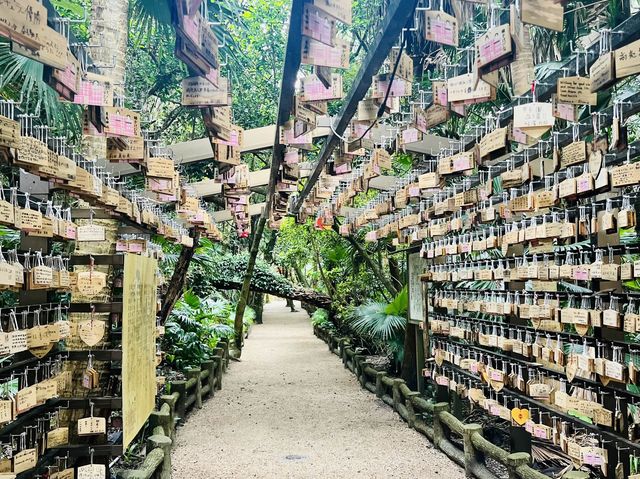颱風下勇闖青島神社⛩️