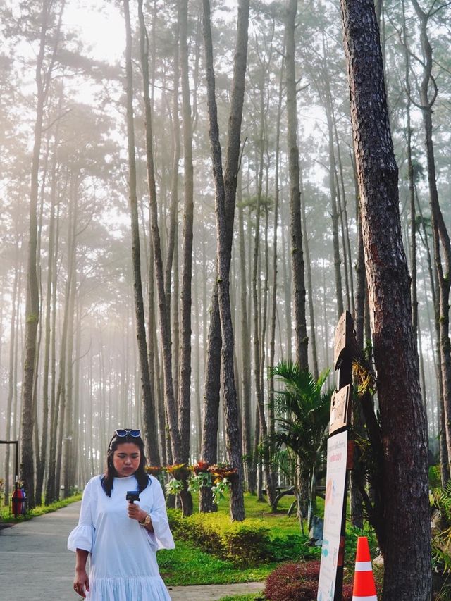 🌲สวนป่าดอยบ่อหลวง จ.เชียงใหม่