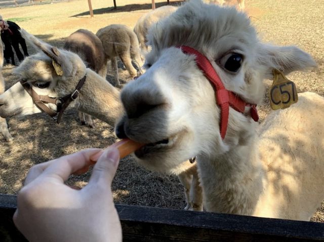 🌾 桃園埔心牧場，親近自然樂趣無窮 🐾