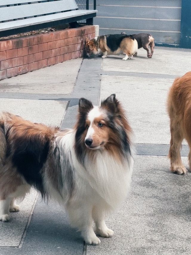 DOG CLUB คาเฟ่น้องหมาสุดไนซ์ที่พัทยา 🐶