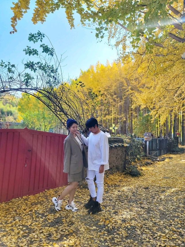 올해 역대급이었던 경주 도리마을 은행나무숲✨️