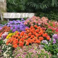 Dining in flower paradise