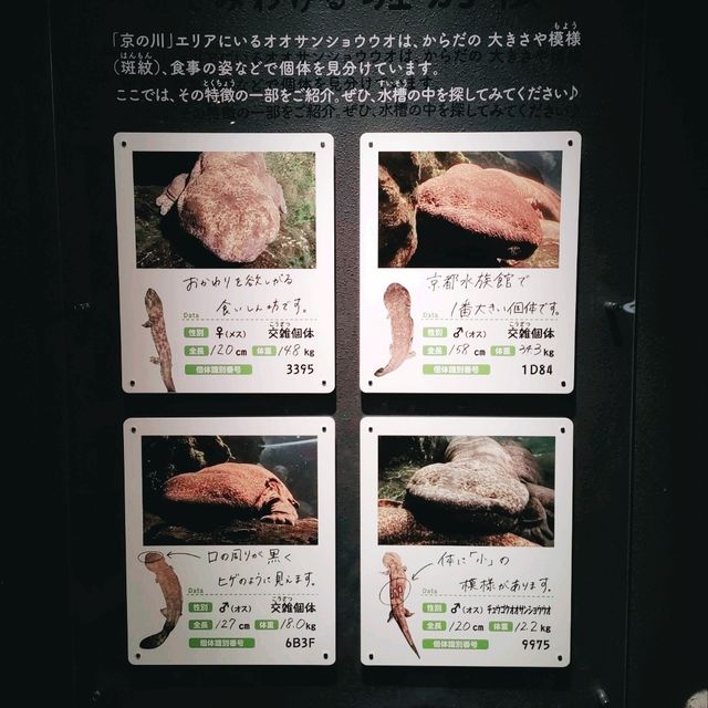 京都水族館といえばオオサンショウウオ