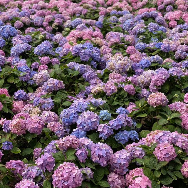 季節限定··沙田好去處