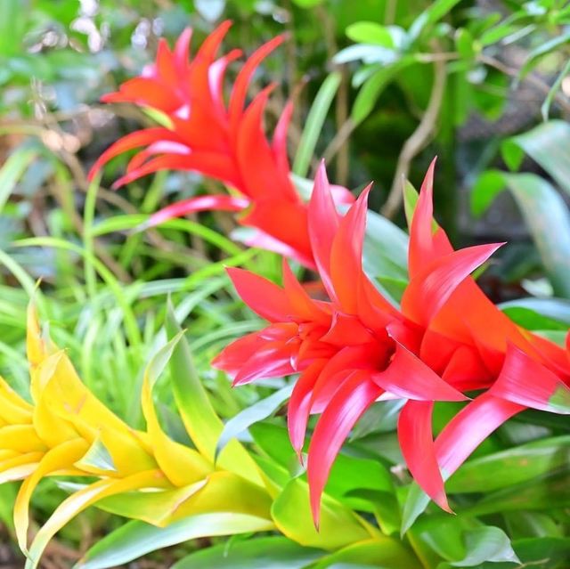 元朗公園靚靚花卉👍👍👍