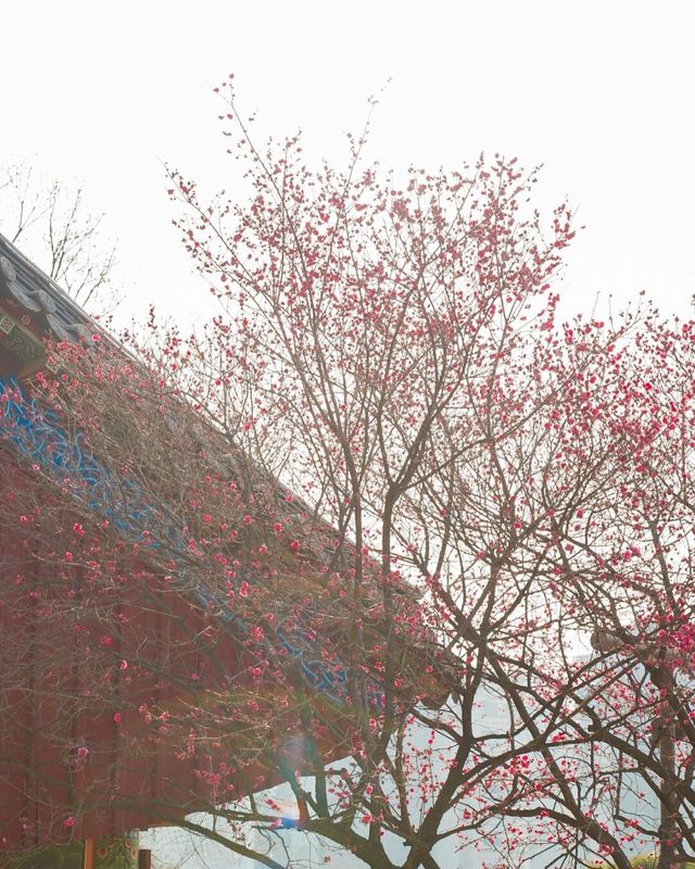 서울 강남에서 만나는 봄꽃 축제! 서울 봉은사