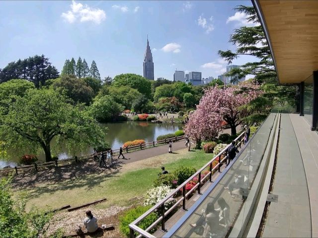 Beautiful Sakura at Shinjuku Gyoen