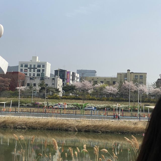 산책하며 즐기는 서울 벚꽃축제, 중랑천 벚꽃길❤️