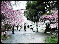 🌸Blooming Sakura in Arashiyama Station🌸