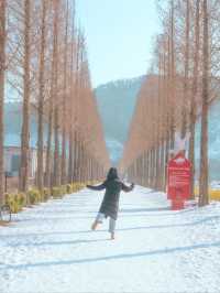사계절 내내 아름다운 이곳 "덕산 메타세콰이어길 "