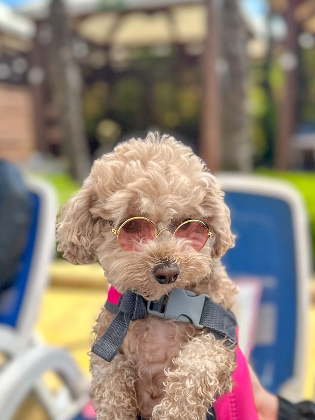 댕댕이랑 함께하는 워터파크가 있다?! 🐶
