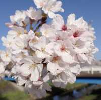 三水川桜ロード