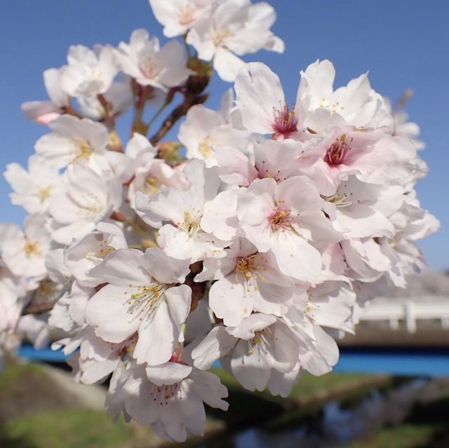三水川桜ロード