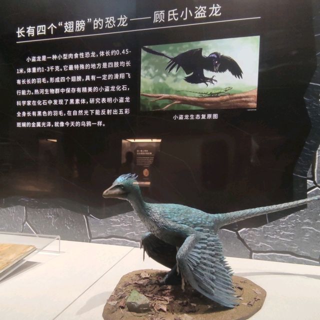 打卡深圳歷史民俗館化石展☞重返白堊紀