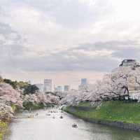 東京最美夜櫻之一🌸 – 千鳥之淵