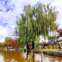 Fun Swan Paddleboats at Shinobazu Pond