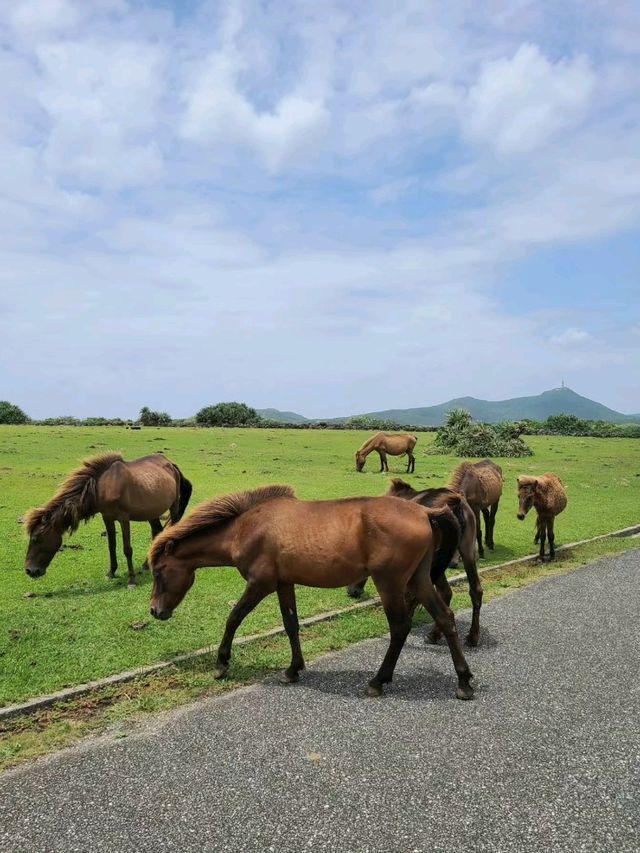 【与那国島】与那国馬に会いに行く