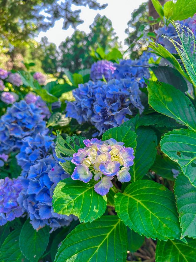 여름제주 하면 역시, 제주 수국여행💜
