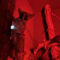 最棒動物園：神戶動物王國
