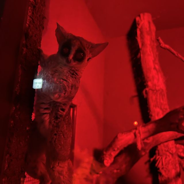 最棒動物園：神戶動物王國