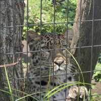 あさひやま動物園🐯