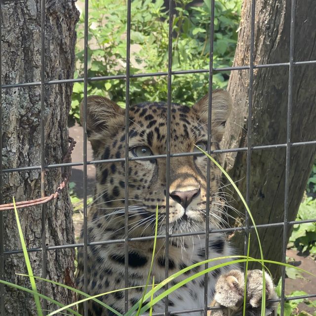 あさひやま動物園🐯